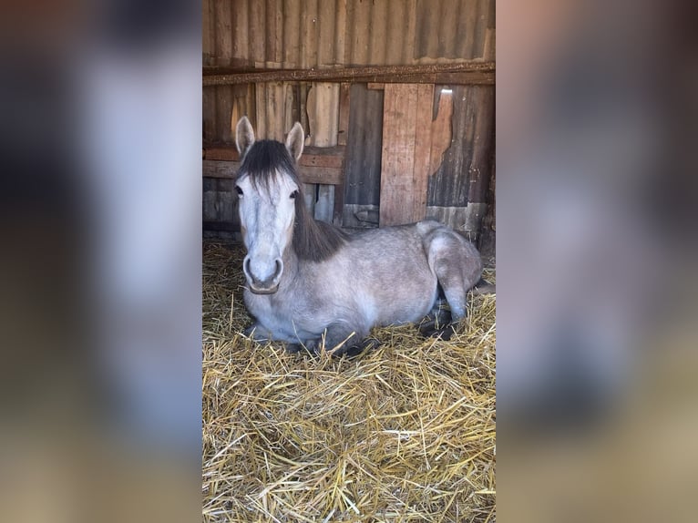 Inne kuce/małe konie Mix Klacz 3 lat 145 cm Siwa in Erftstadt