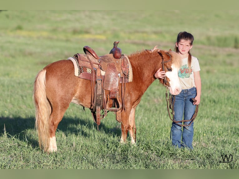 Inne kuce/małe konie Klacz 3 lat 97 cm Cisawa in Carthage, TX