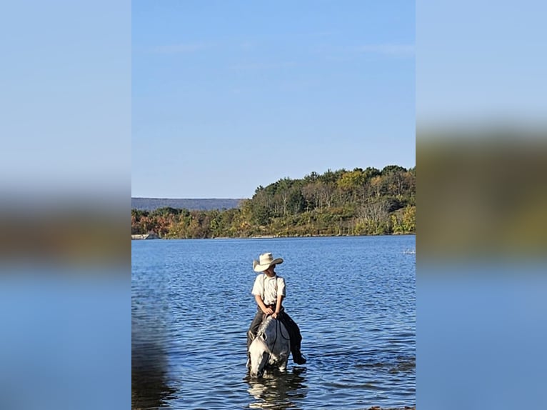 Inne kuce/małe konie Klacz 4 lat 124 cm Siwa in Rebersburg