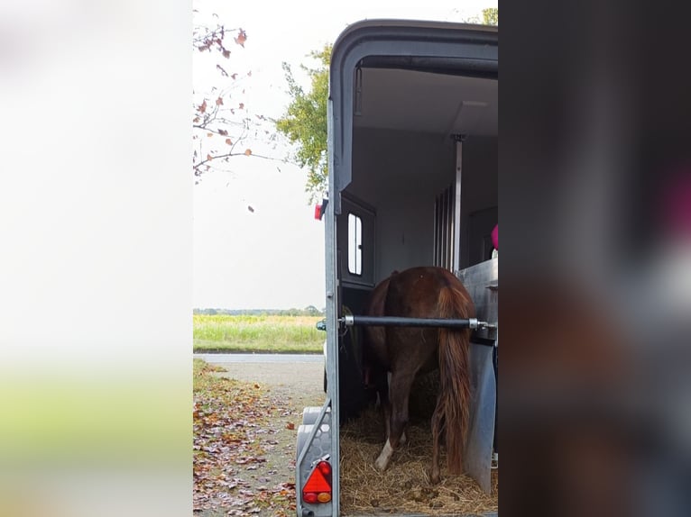 Inne kuce/małe konie Klacz 4 lat 135 cm Ciemnokasztanowata in Hamburg Lemsahl-Mellingstedt