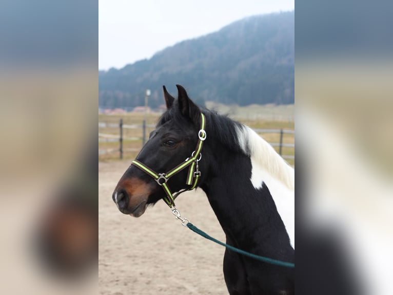 Inne kuce/małe konie Klacz 4 lat 140 cm Srokata in Straßwalchen