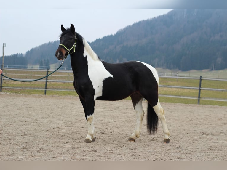 Inne kuce/małe konie Klacz 4 lat 140 cm Srokata in Straßwalchen