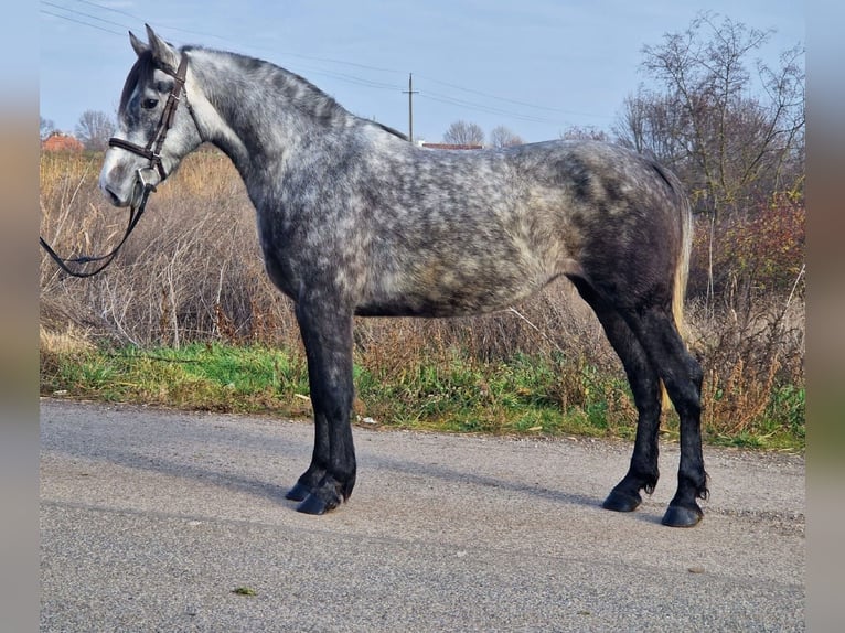 Inne kuce/małe konie Klacz 4 lat 142 cm in Deggendorf