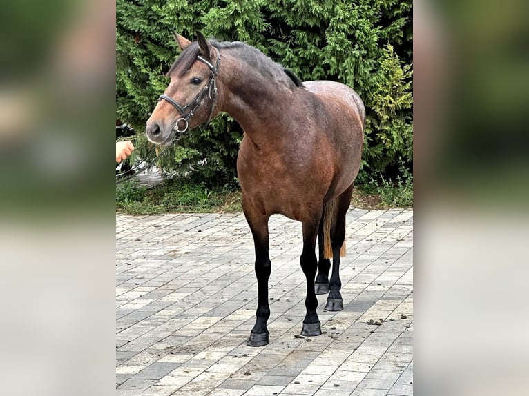 Inne kuce/małe konie Klacz 4 lat 143 cm in Deggendorf