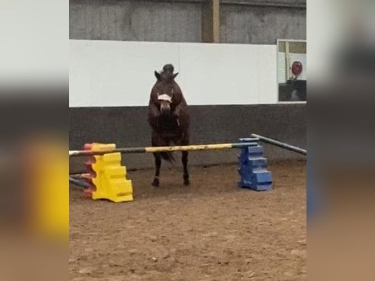 Inne kuce/małe konie Klacz 4 lat 145 cm Gniada in Klundert