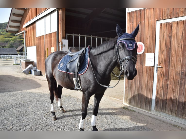 Inne kuce/małe konie Klacz 4 lat 153 cm Skarogniada in Strass im Strassertal