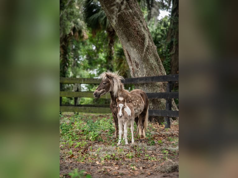 Inne kuce/małe konie Klacz 4 lat 79 cm in Ocala