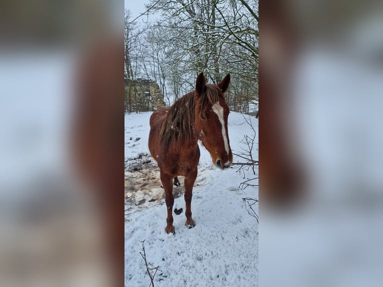 Inne kuce/małe konie Klacz 5 lat 139 cm Kasztanowata in Neu Steinhorst