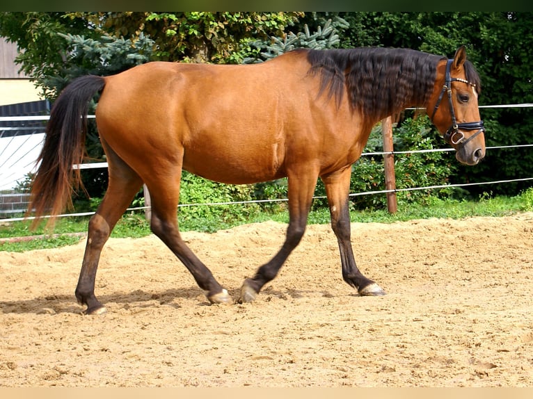 Inne kuce/małe konie Klacz 5 lat 145 cm Gniada in Velpke