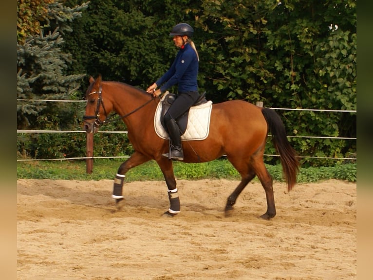 Inne kuce/małe konie Klacz 5 lat 145 cm Gniada in Velpke