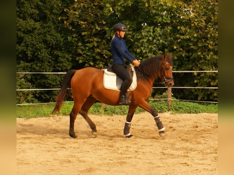 Inne kuce/małe konie Klacz 5 lat 145 cm Gniada in Velpke