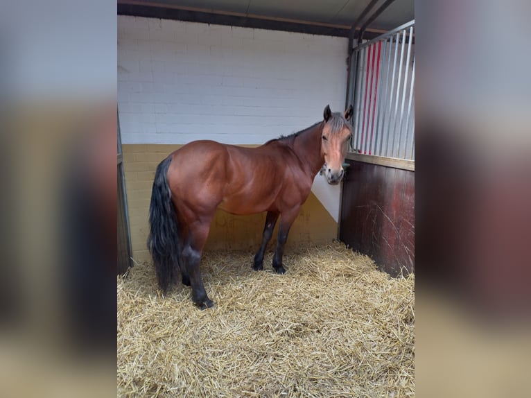 Inne kuce/małe konie Klacz 5 lat 145 cm Gniada in Klundert