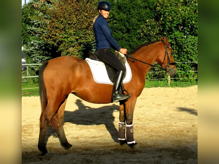 Inne kuce/małe konie Klacz 5 lat 145 cm Gniada in Velpke