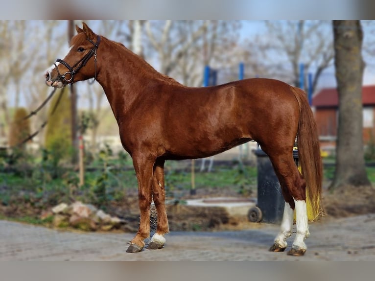 Inne kuce/małe konie Klacz 5 lat 145 cm Kasztanowata in Deggendorf