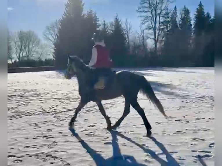 Inne kuce/małe konie Klacz 5 lat 146 cm Siwa jabłkowita in Pelmberg