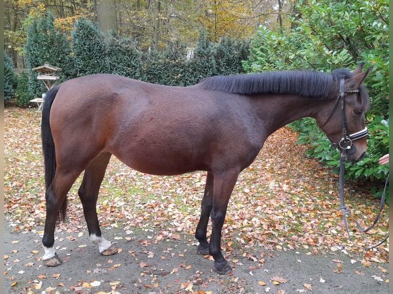 Inne kuce/małe konie Klacz 5 lat 147 cm Gniada in Braunschweig