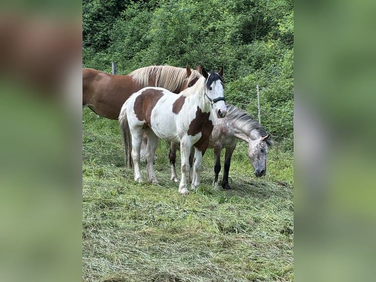 Inne kuce/małe konie Mix Klacz 5 lat 150 cm Srokata in Daleiden