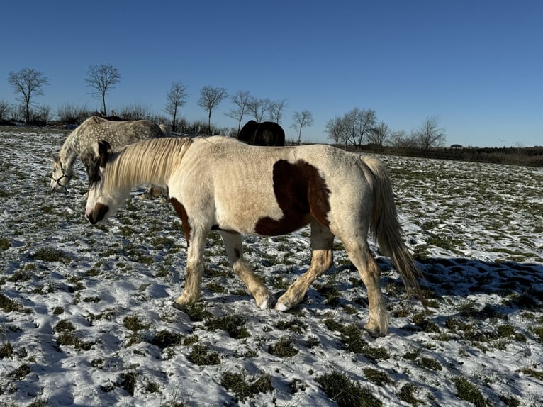 Inne kuce/małe konie Mix Klacz 5 lat 150 cm Srokata in Daleiden