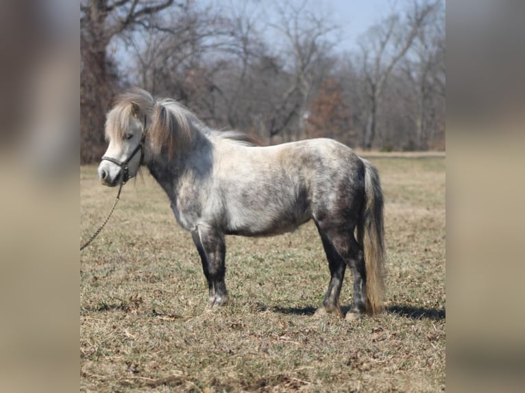 Inne kuce/małe konie Klacz 5 lat 97 cm Siwa in Brownstown, IL