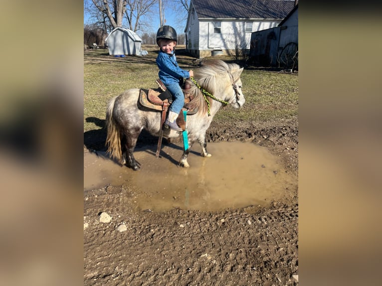 Inne kuce/małe konie Klacz 5 lat 97 cm Siwa in Brownstown, IL