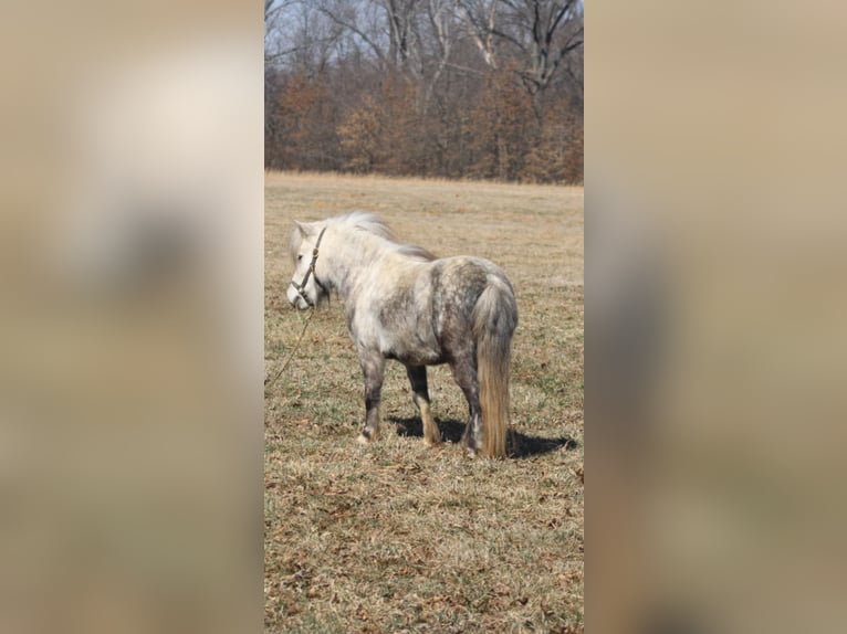 Inne kuce/małe konie Klacz 5 lat 97 cm Siwa in Brownstown, IL