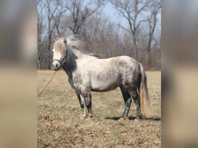 Inne kuce/małe konie Klacz 5 lat 97 cm Siwa in Brownstown, IL