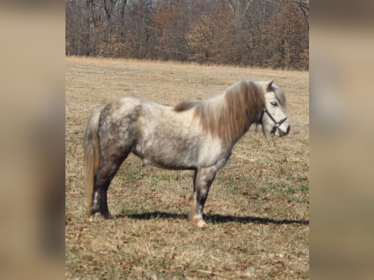 Inne kuce/małe konie Klacz 5 lat 97 cm Siwa in Brownstown, IL