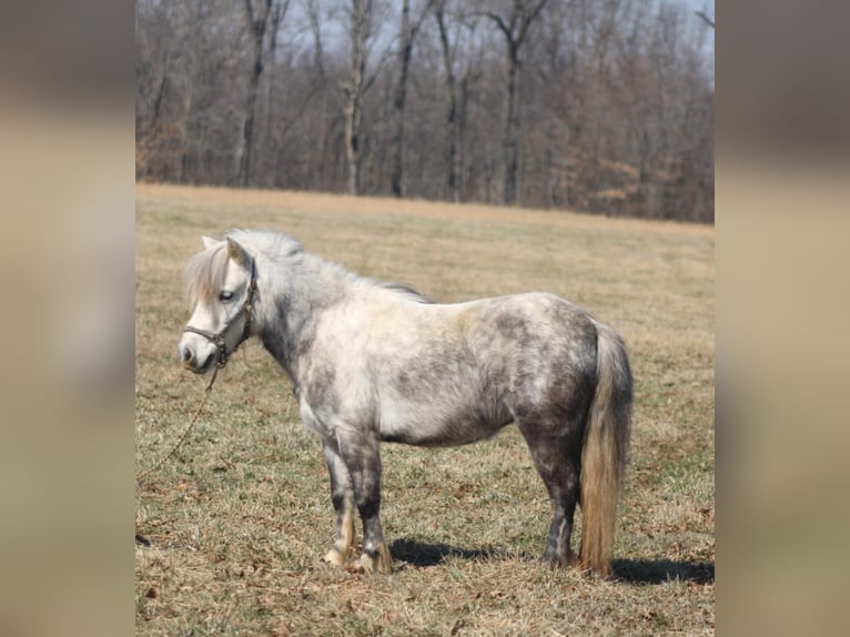 Inne kuce/małe konie Klacz 5 lat 97 cm Siwa in Brownstown, IL