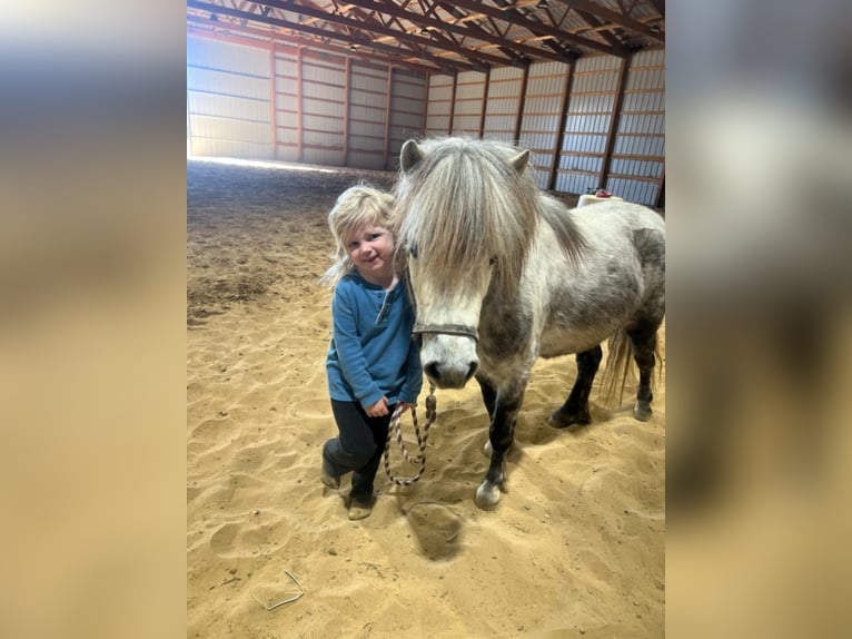 Inne kuce/małe konie Klacz 5 lat 97 cm Siwa in Brownstown, IL