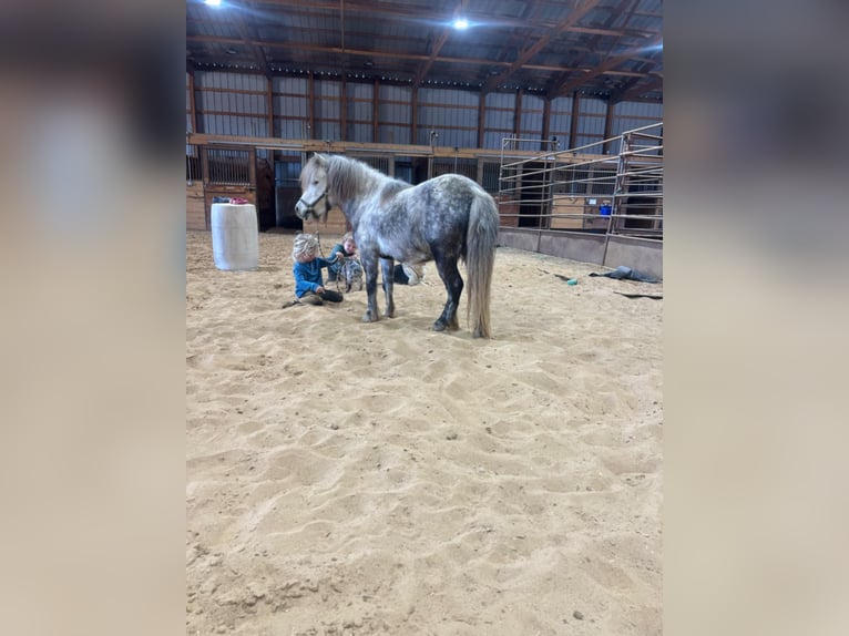 Inne kuce/małe konie Klacz 5 lat 97 cm Siwa in Brownstown, IL