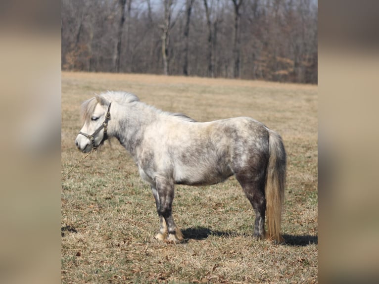 Inne kuce/małe konie Klacz 5 lat 97 cm Siwa in Brownstown, IL