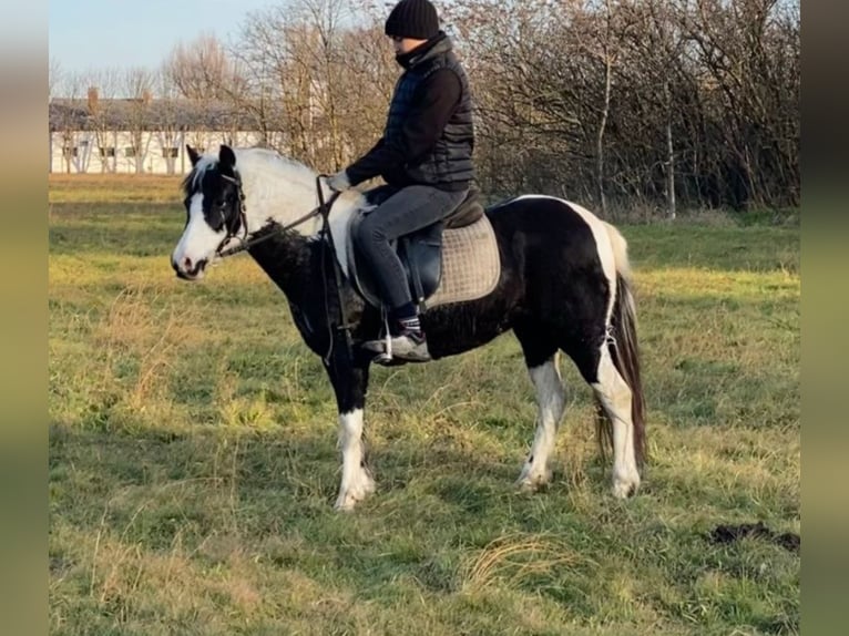 Inne kuce/małe konie Klacz 6 lat 132 cm in Rechnitz