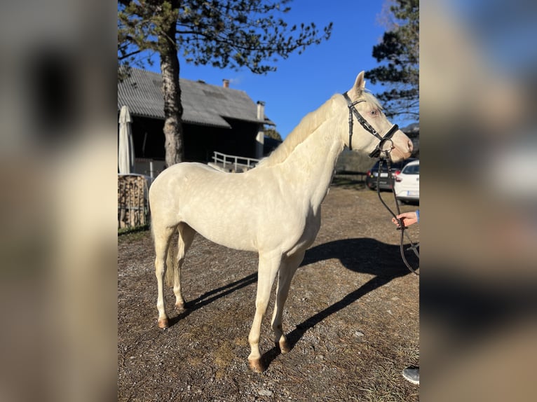 Inne kuce/małe konie Klacz 6 lat 137 cm Cremello in Schlins