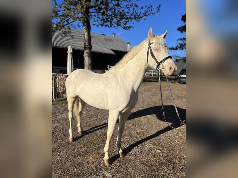 Inne kuce/małe konie Klacz 6 lat 137 cm Cremello in Schlins