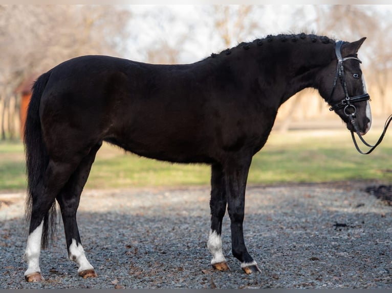 Inne kuce/małe konie Klacz 6 lat 145 cm in Deggendorf