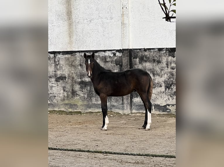 Inne kuce/małe konie Klacz 6 lat 145 cm in EssenEssen