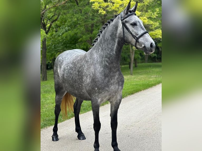 Inne kuce/małe konie Klacz 6 lat 150 cm in Deggendorf