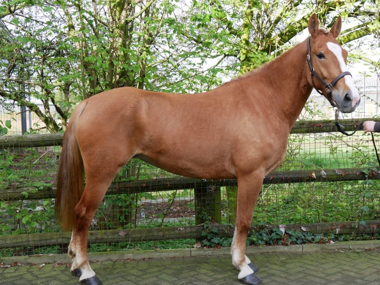 Inne kuce/małe konie Klacz 6 lat 150 cm in Dorsten