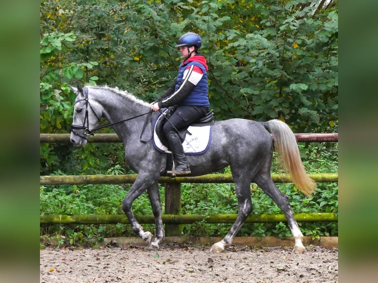 Inne kuce/małe konie Klacz 6 lat 151 cm in Dorsten