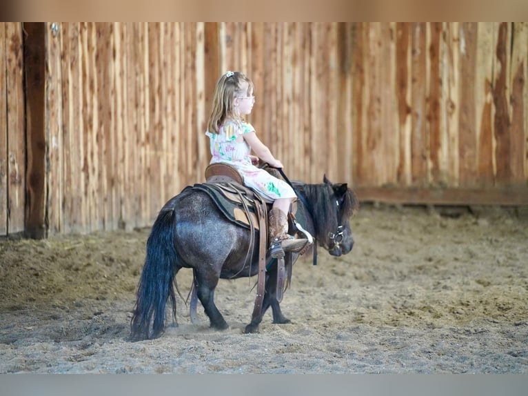 Inne kuce/małe konie Klacz 6 lat 69 cm Karodereszowata in Valley Springs, SD