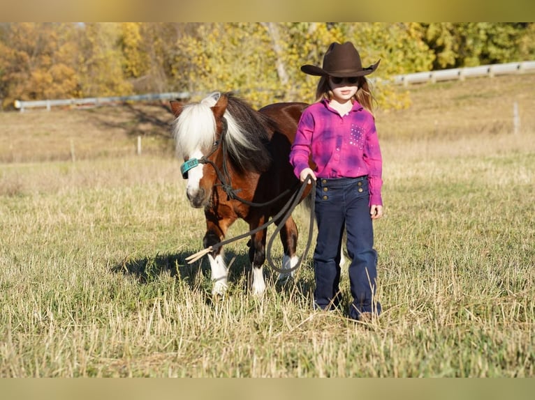 Inne kuce/małe konie Klacz 6 lat 86 cm Gniada in Valley Springs