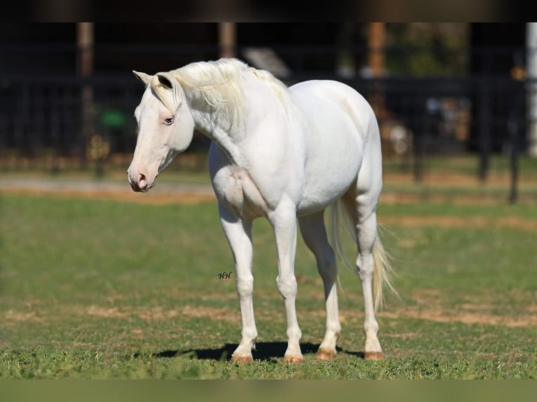 Inne kuce/małe konie Klacz 7 lat 130 cm Biała in Stephenville