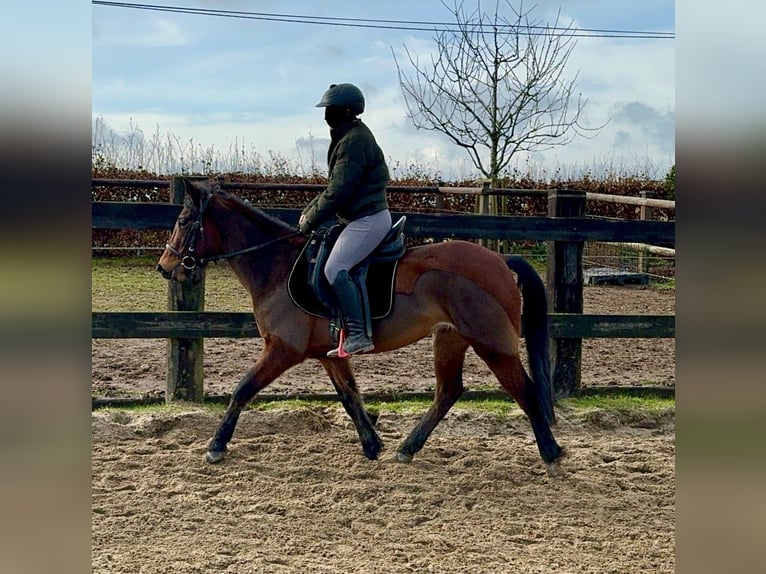 Inne kuce/małe konie Mix Klacz 7 lat 146 cm Gniada in Daleiden