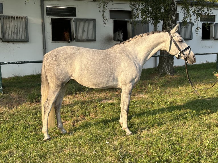 Inne kuce/małe konie Klacz 7 lat 146 cm Siwa jabłkowita in Burgdorf