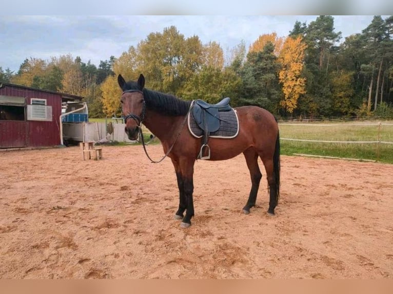 Inne kuce/małe konie Mix Klacz 7 lat 148 cm Gniada in Dentlein am Forst