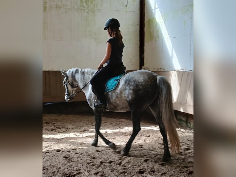 Inne kuce/małe konie Klacz 7 lat 150 cm Siwa in Schönau