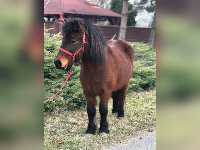 Inne kuce/małe konie Klacz 8 lat 115 cm Gniada in Deggendorf