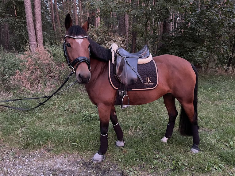 Inne kuce/małe konie Klacz 8 lat 146 cm Gniada in Neumarkt in der Oberpfalz