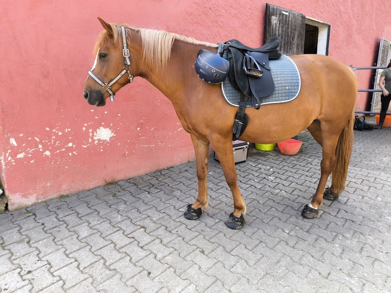 Inne kuce/małe konie Mix Klacz 8 lat 146 cm Kasztanowata in Stegaurach