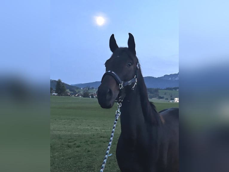 Inne kuce/małe konie Klacz 8 lat 150 cm Ciemnogniada in Pelmberg